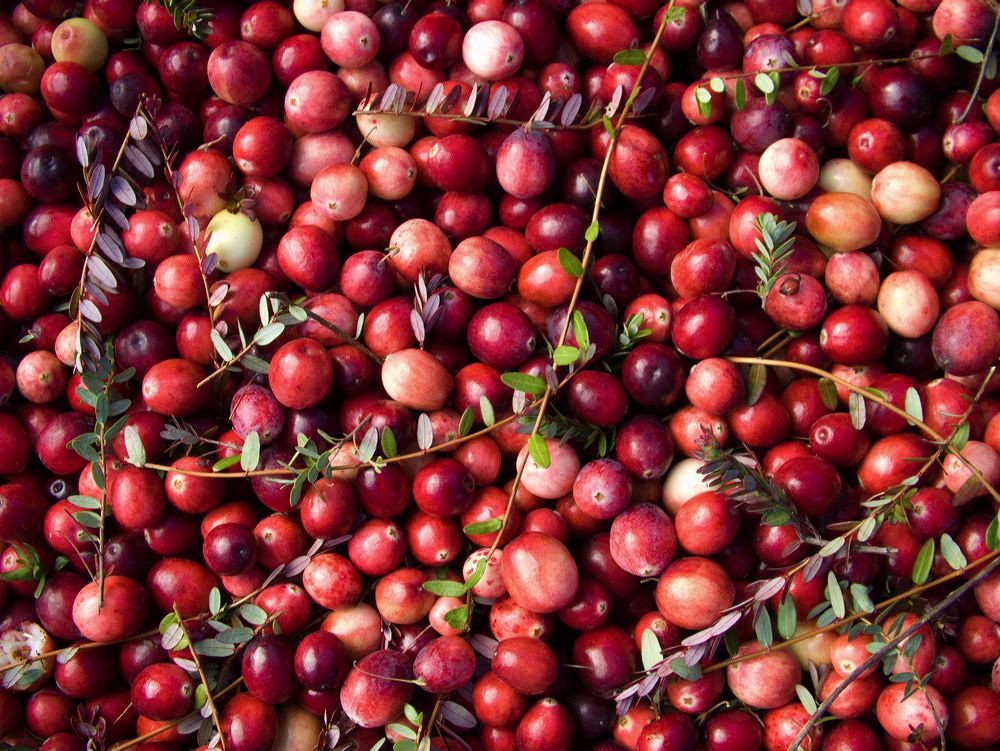 cranberries(rh)_0001a.jpg