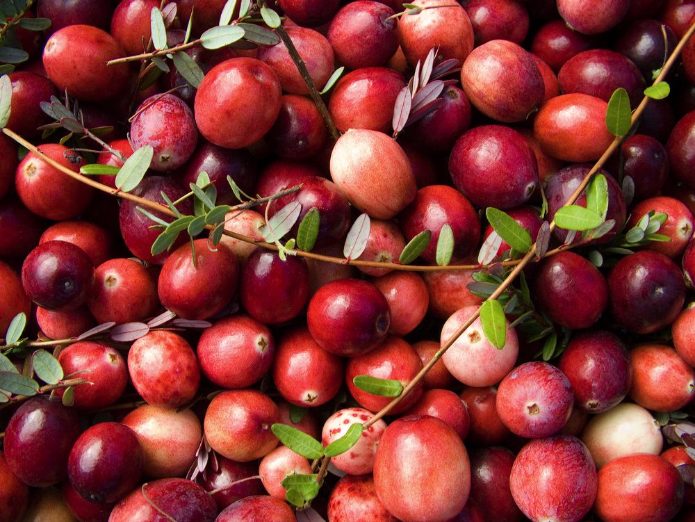 cranberries(rh)_0002a.jpg