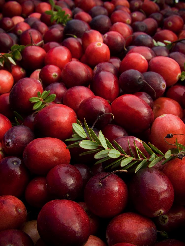 cranberries(rh)_0058.jpg