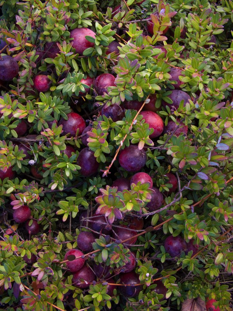 cranberries(rh)_0099.jpg