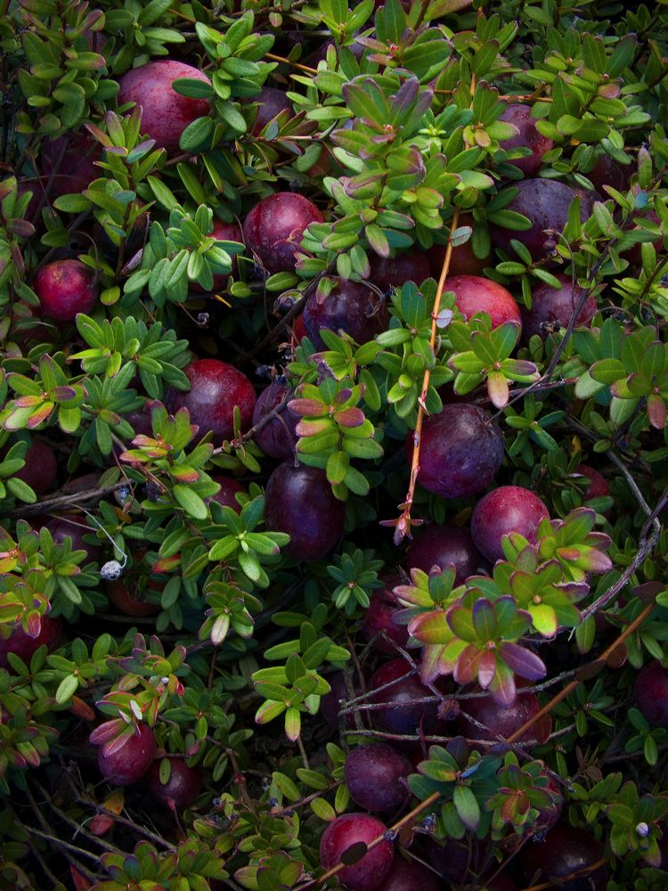 cranberries(rh)_0106.jpg