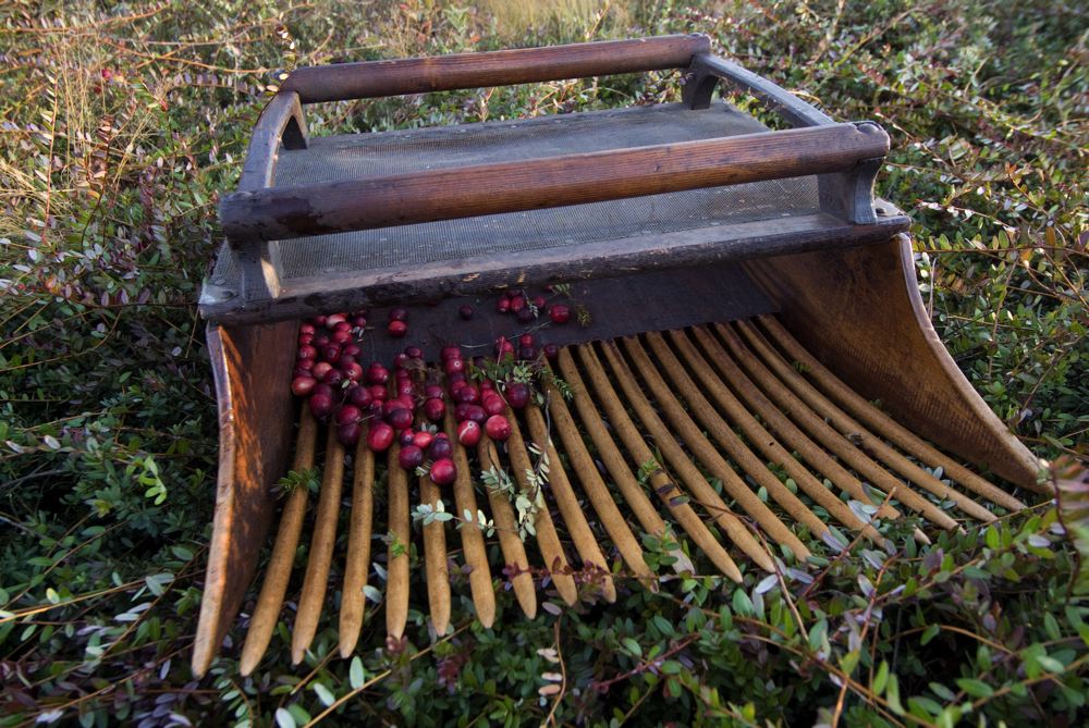 cranberries(rh)_0144.jpg