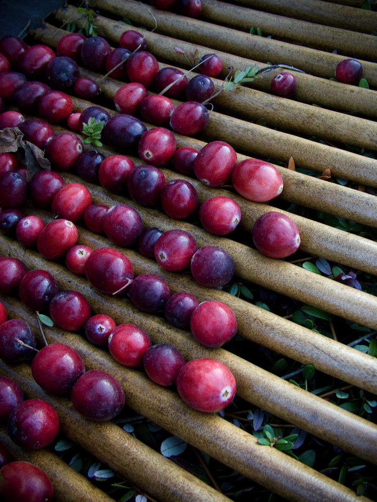 cranberries(rh)_0162.jpg