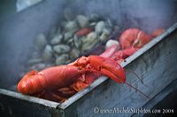 lobsterbake_8