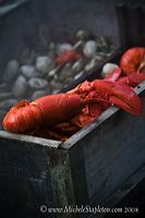 lobsterbake_9