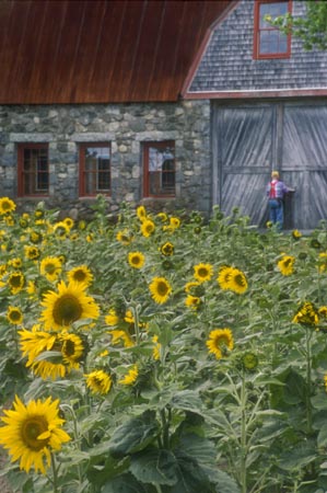 StoneBarn Sunflowers