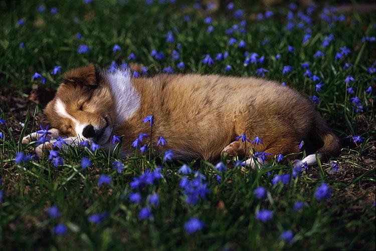 sheltie_puppy