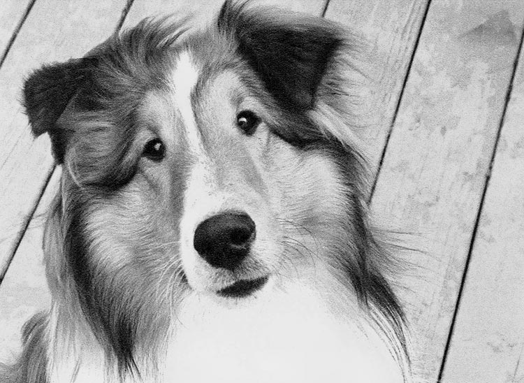 shetland_sheepdog