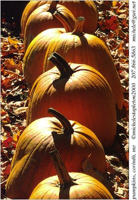 pumpkinsbacklit