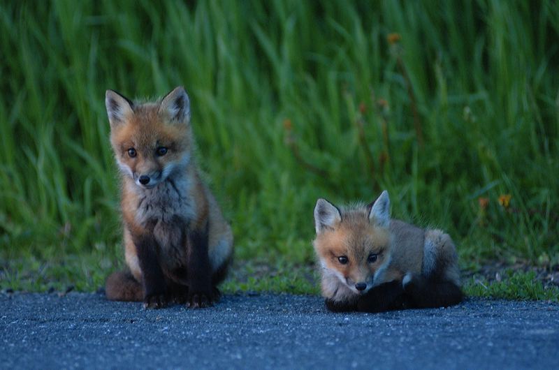 fox_kits01.jpg