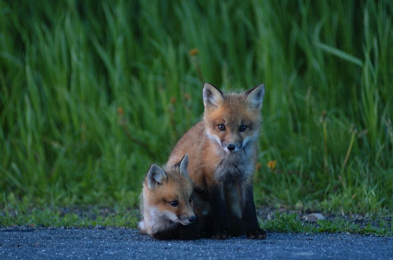 fox_kits02.jpg