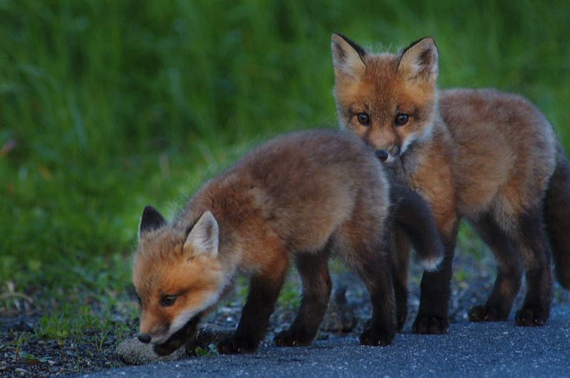 fox_kits03.jpg