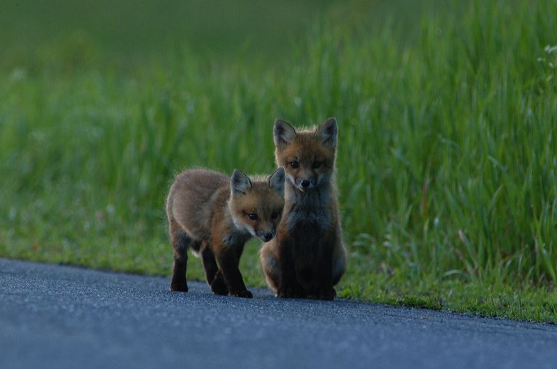 fox_kits05.jpg