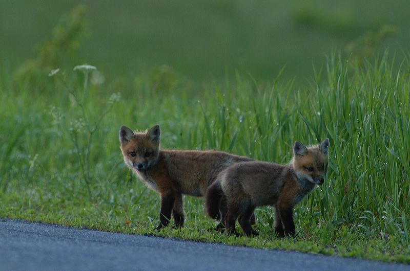 fox_kits06.jpg