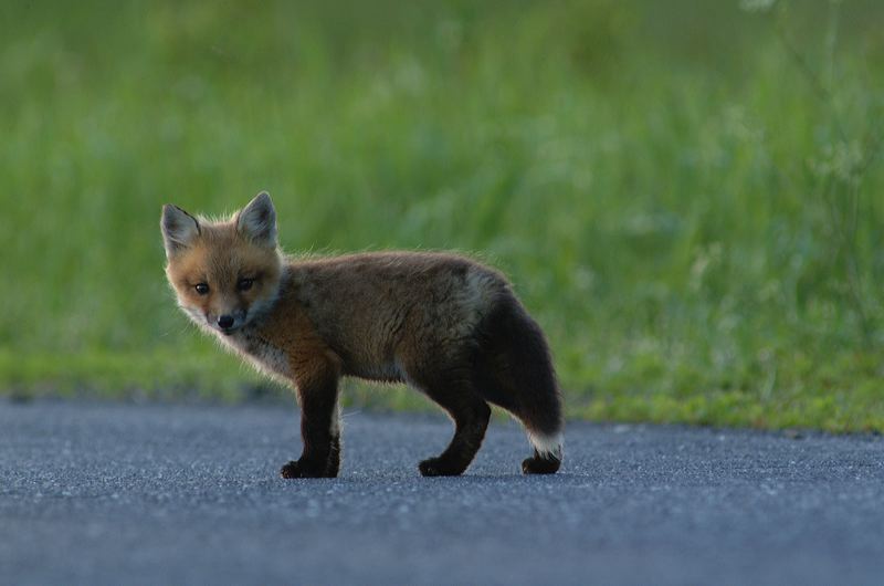 fox_kits12.jpg