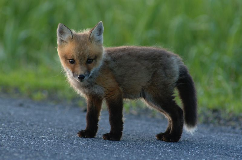 fox_kits13.jpg