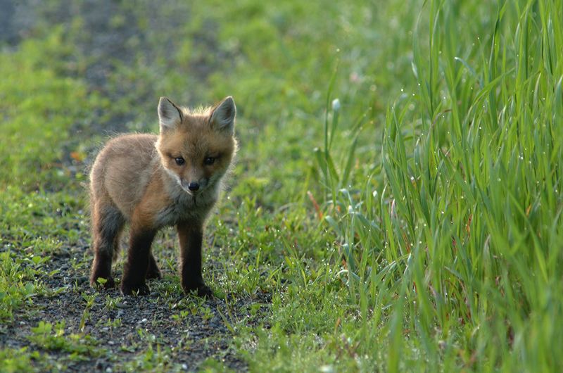 fox_kits15.jpg