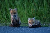 fox_kits01