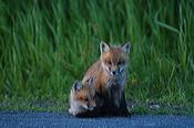 fox_kits02