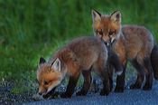 fox_kits03