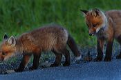 fox_kits04