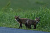 fox_kits06