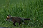 fox_kits09
