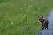 fox_kits11