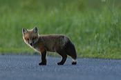 fox_kits12
