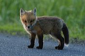 fox_kits13