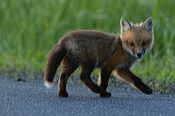 fox_kits14
