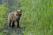 fox_kits15