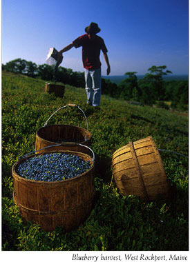 Blueberry harvest, West Rockport, Maine (ME)