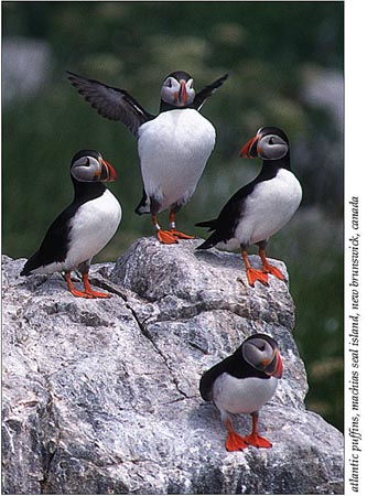 Puffins 1