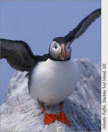 puffin flapping