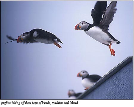puffins flying
