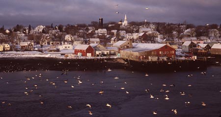 Lubec with birds